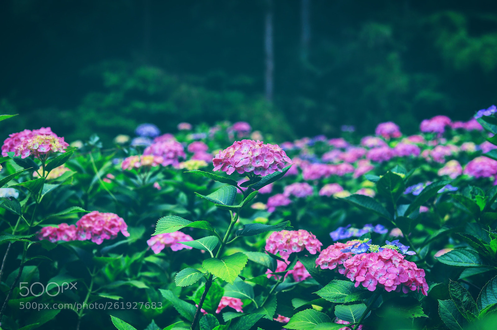 Canon EOS 6D Mark II sample photo. Hydrangea photography