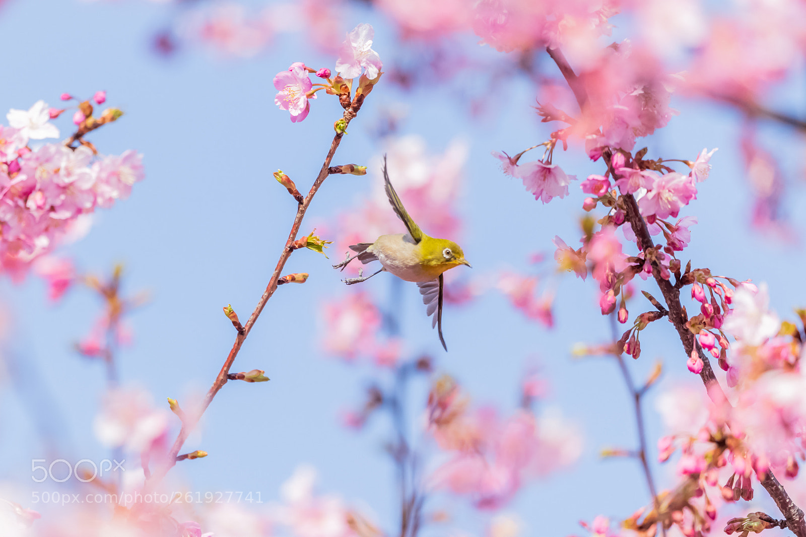 Canon EOS-1D X Mark II sample photo. Boomerang photography