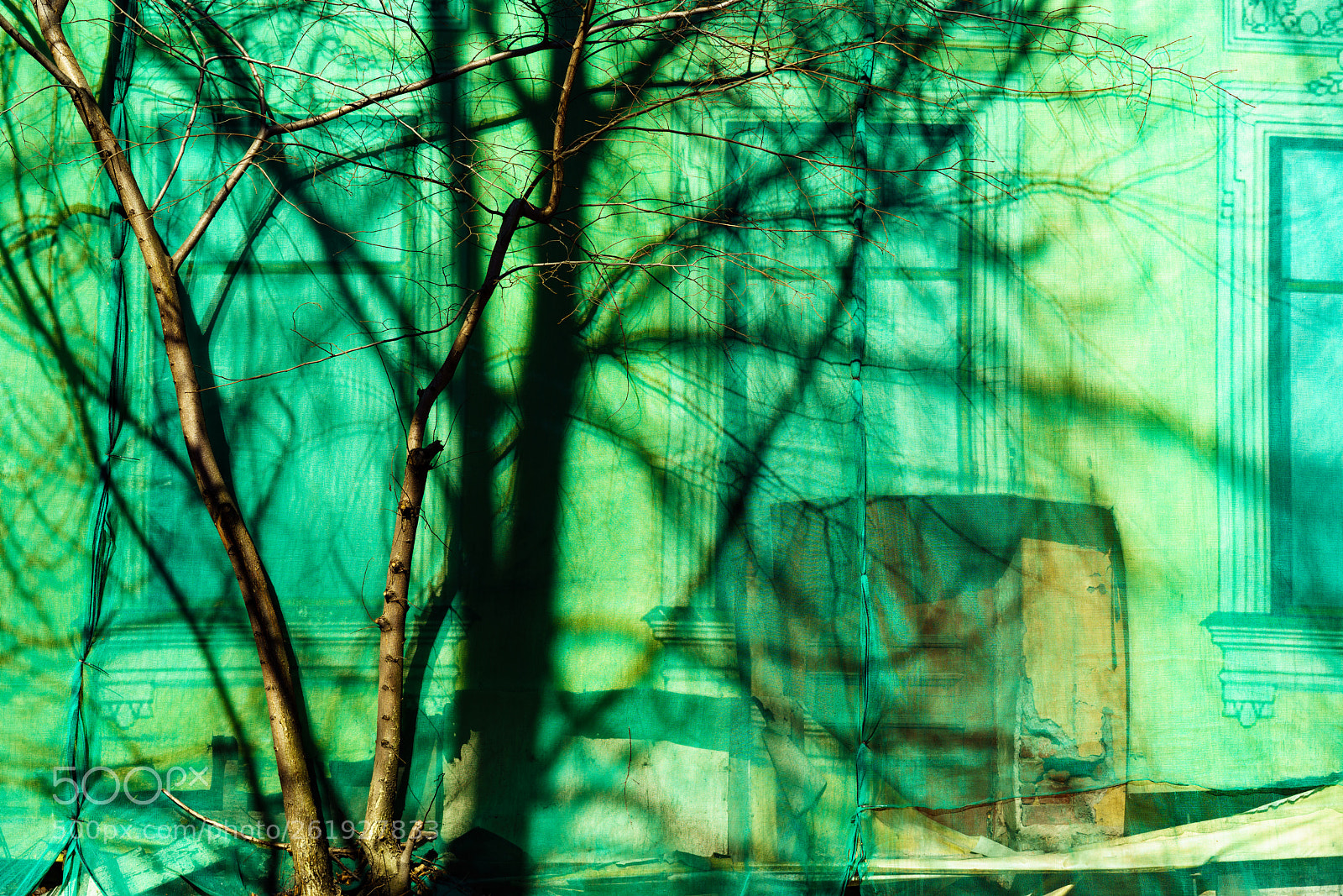 Sony a7R II sample photo. Tree. photography