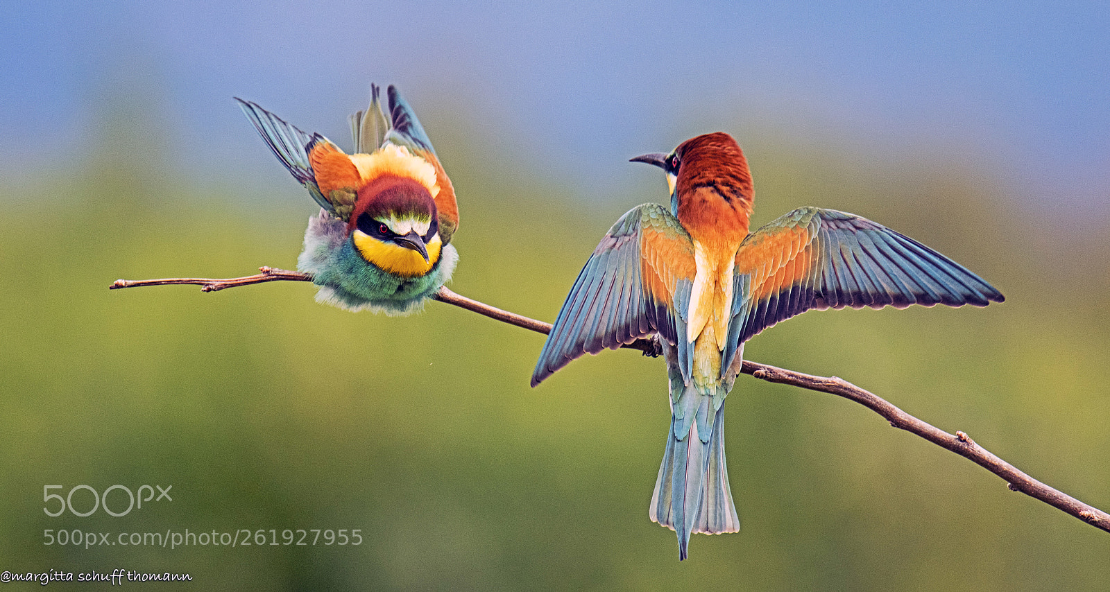 Canon EOS 7D Mark II sample photo. Bee-eater .. photography