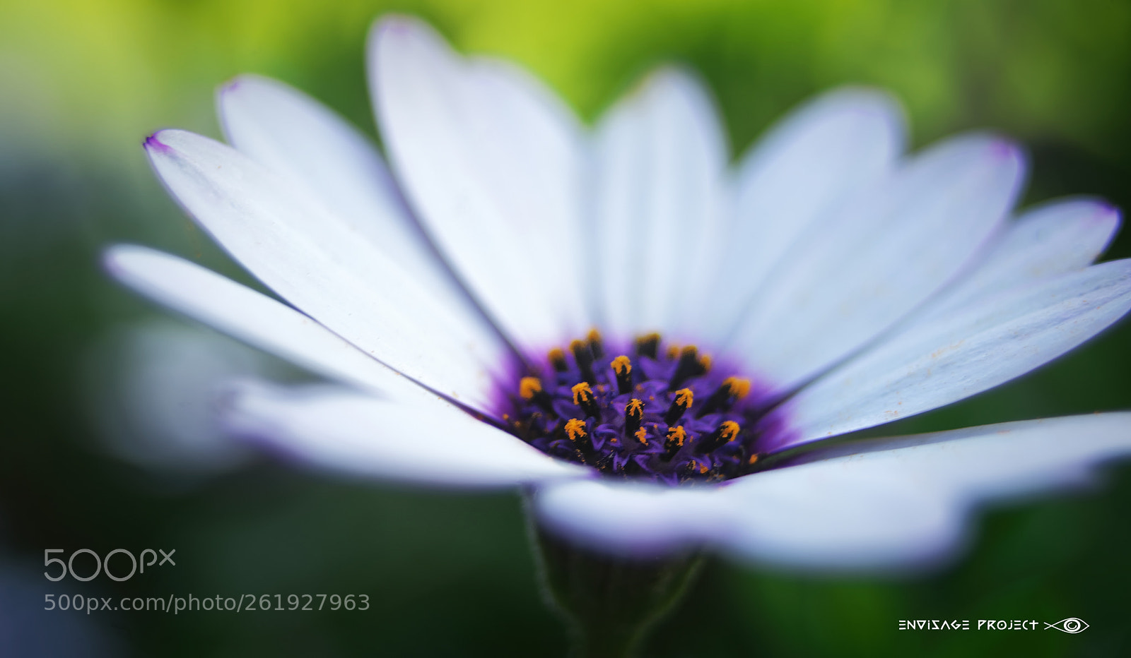 Sony a7R sample photo. Ice white and mauve photography