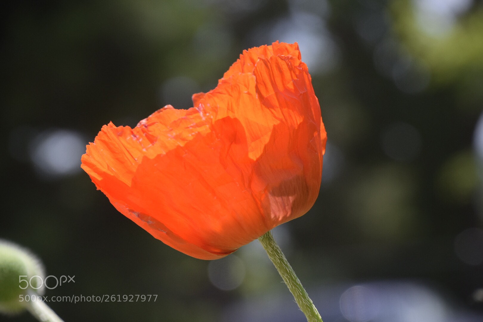 Nikon D5300 sample photo. Untitled photography