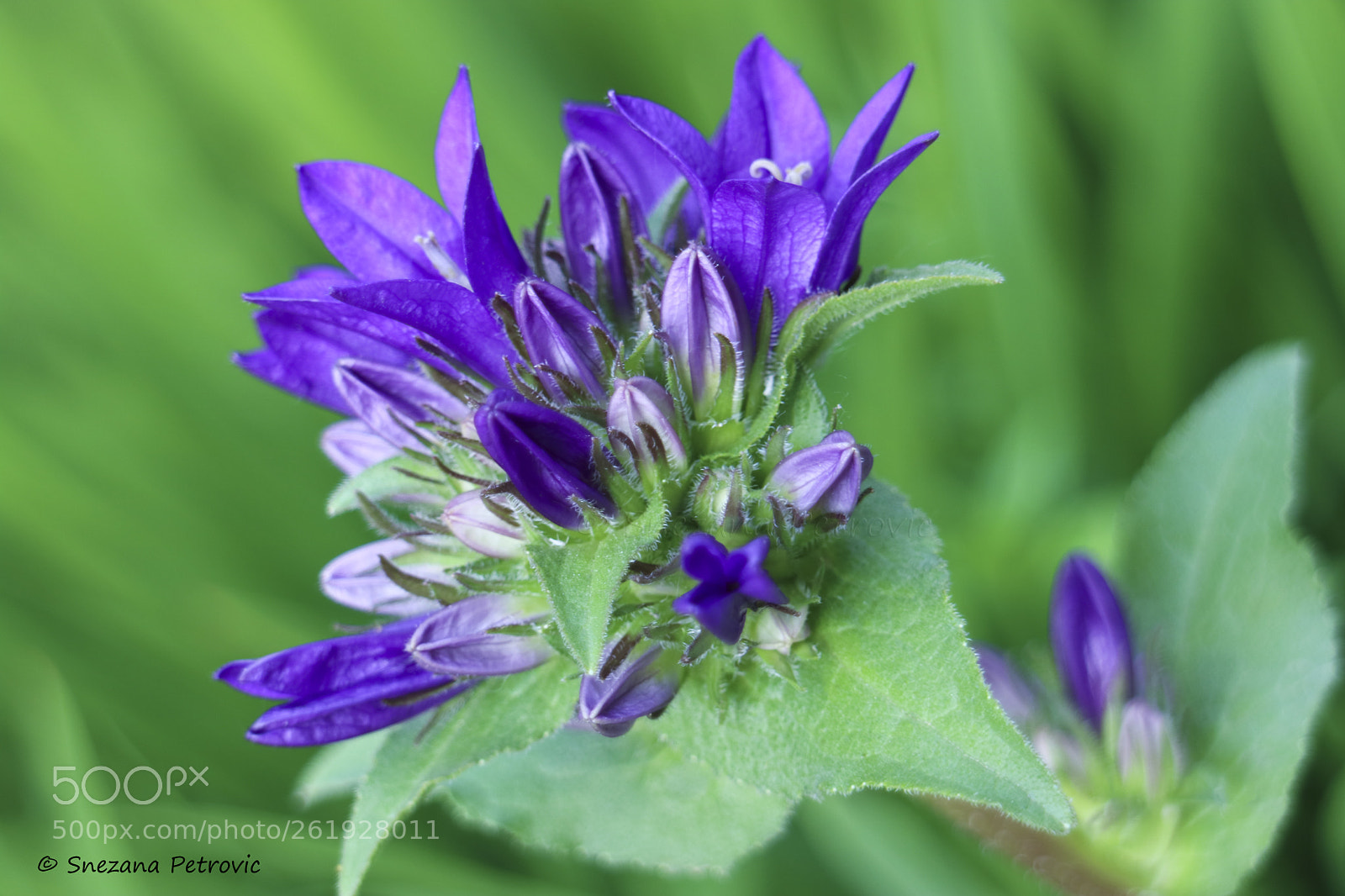 Canon EOS M3 sample photo. Purple bell flowers campanula photography