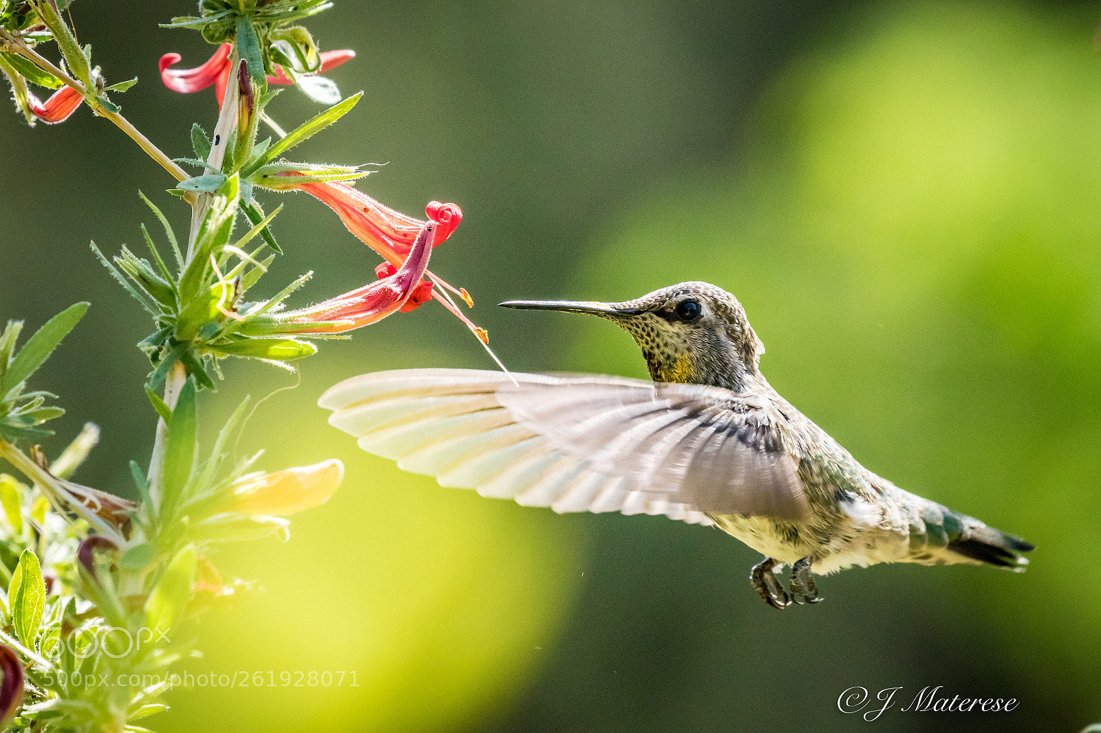 Canon EOS 7D Mark II sample photo. Hummingbird photography