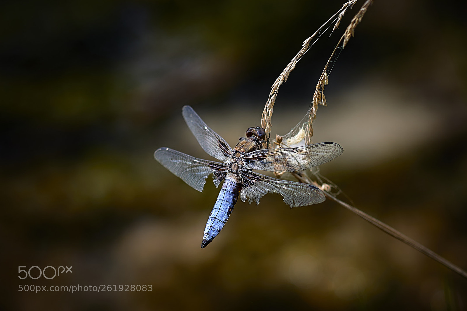Nikon D850 sample photo. Broken wings photography