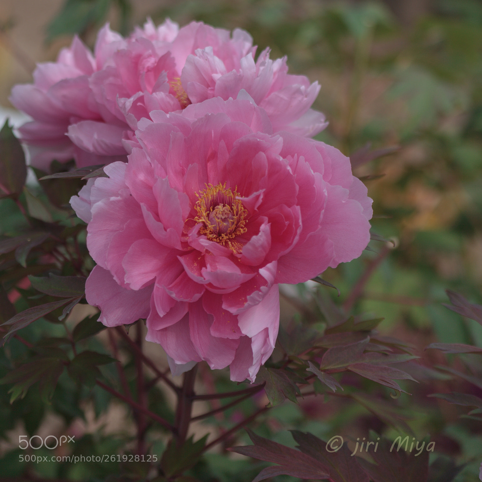 Canon EOS 5D Mark II sample photo. Peony flowers photography