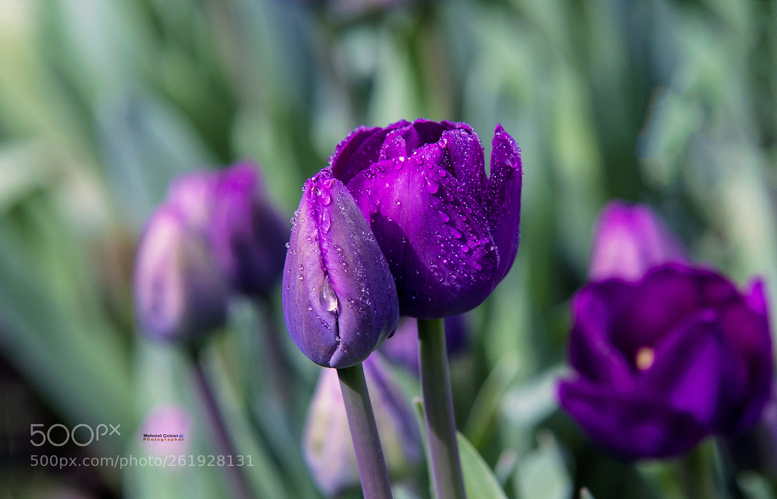 Pentax K-3 II sample photo. A drop of water photography