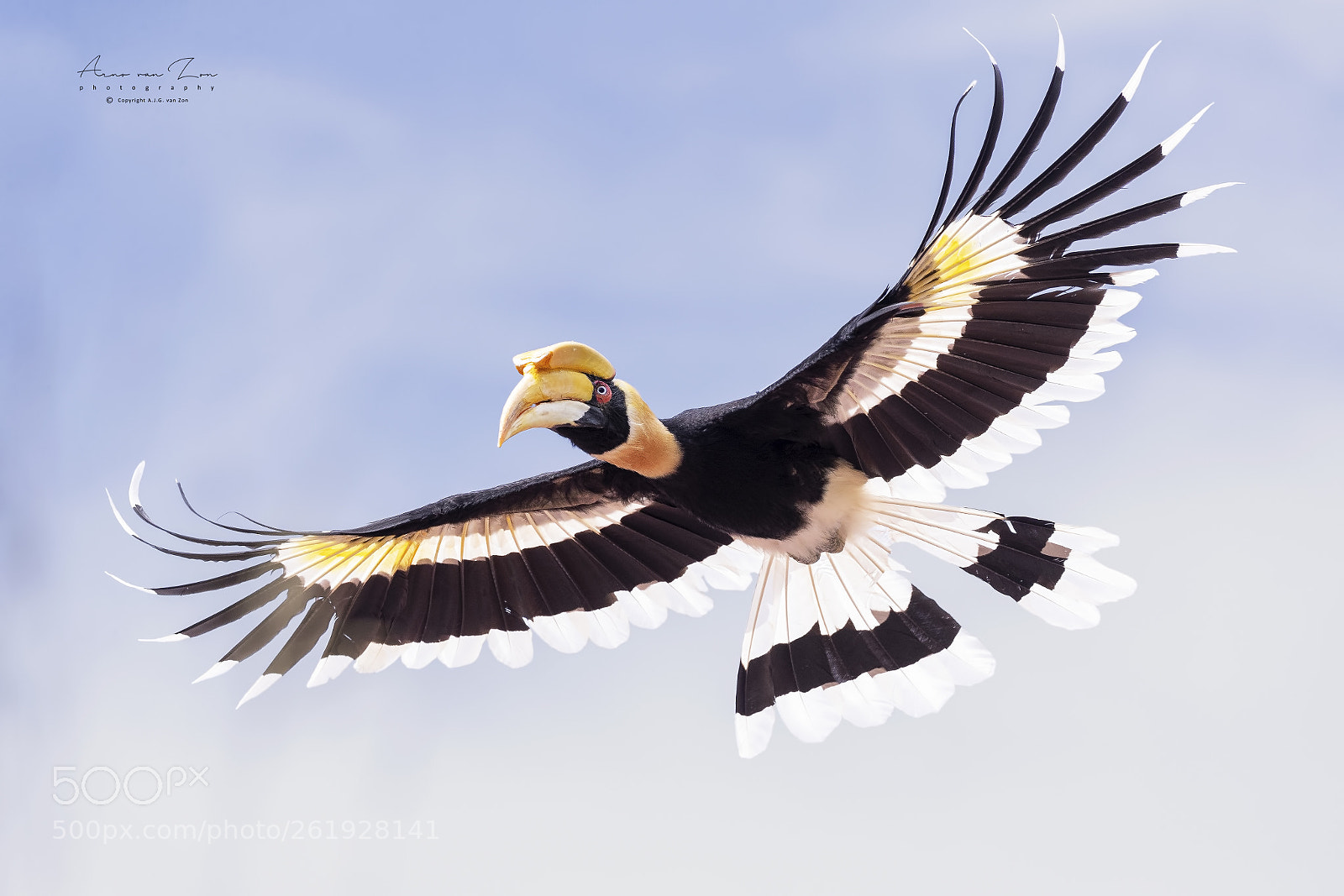 Canon EOS-1D X Mark II sample photo. Great hornbill... photography