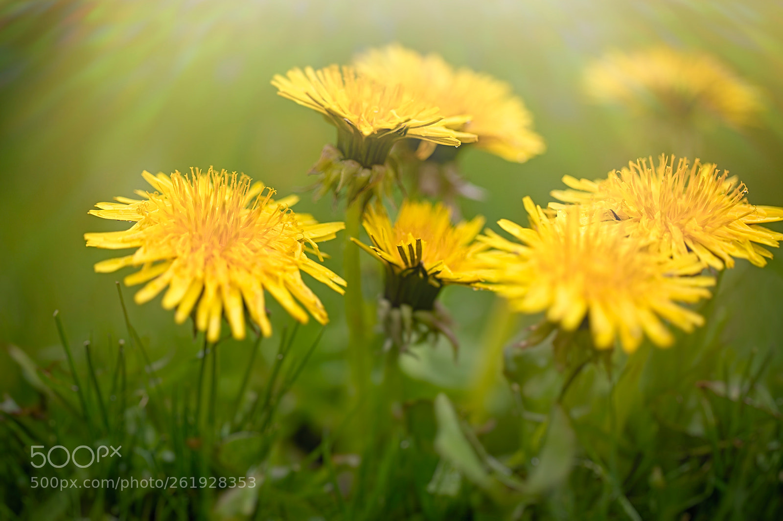 Canon EOS 5D Mark IV sample photo. In the sunshine of photography