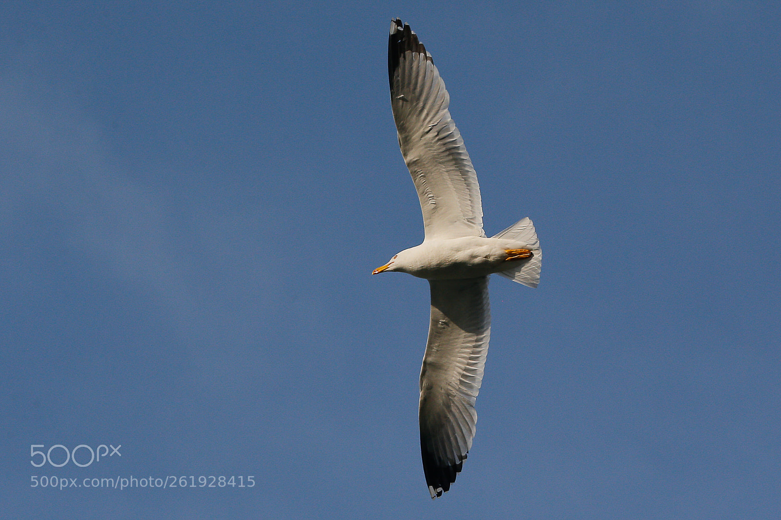 Canon EOS-1D X sample photo. Open your wings! photography