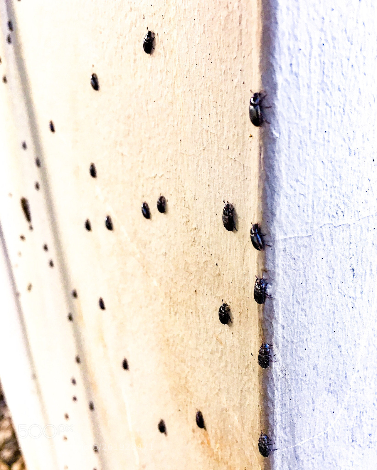 Apple iPhone 6s sample photo. Beetle invasion  photography
