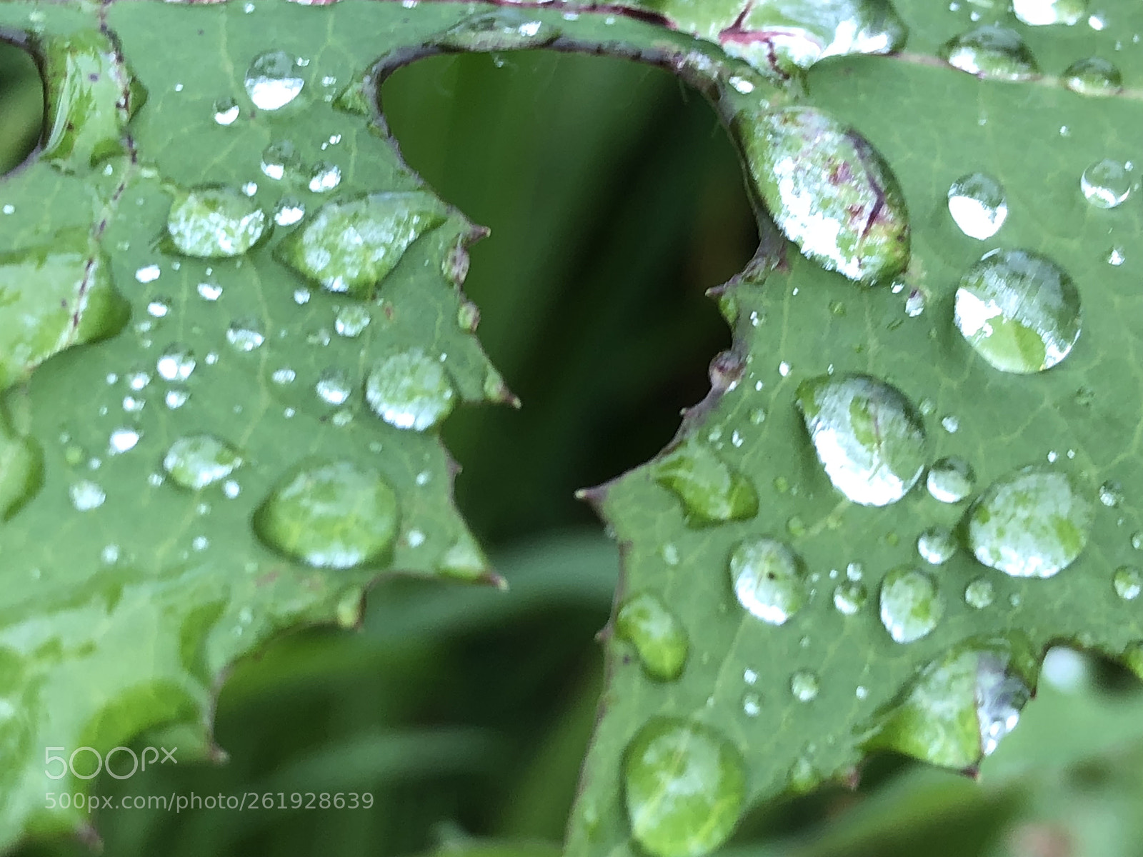 Apple iPhone 8 sample photo. Morning raindrops photography