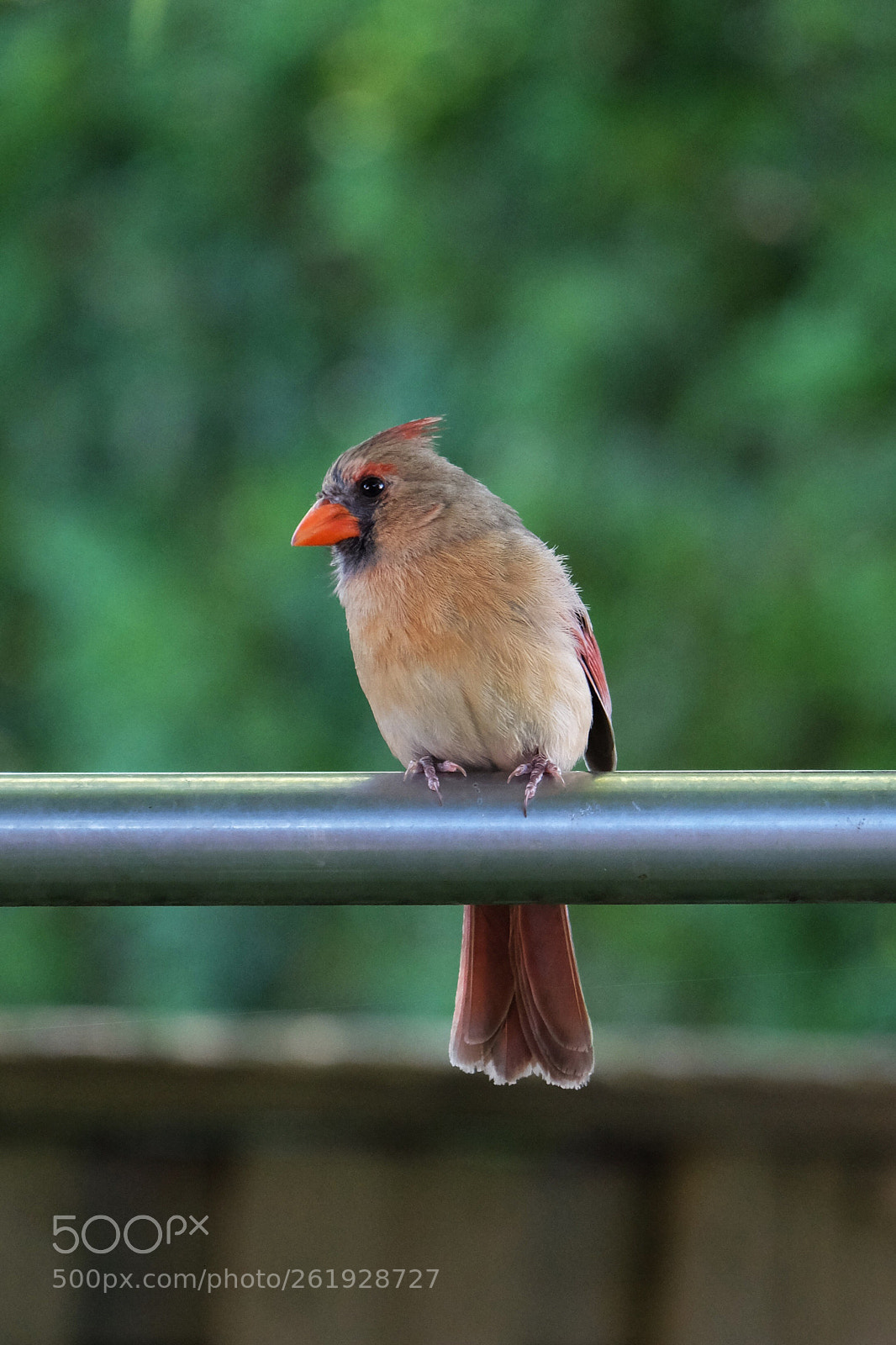 Fujifilm X-T10 sample photo. Red bird  photography
