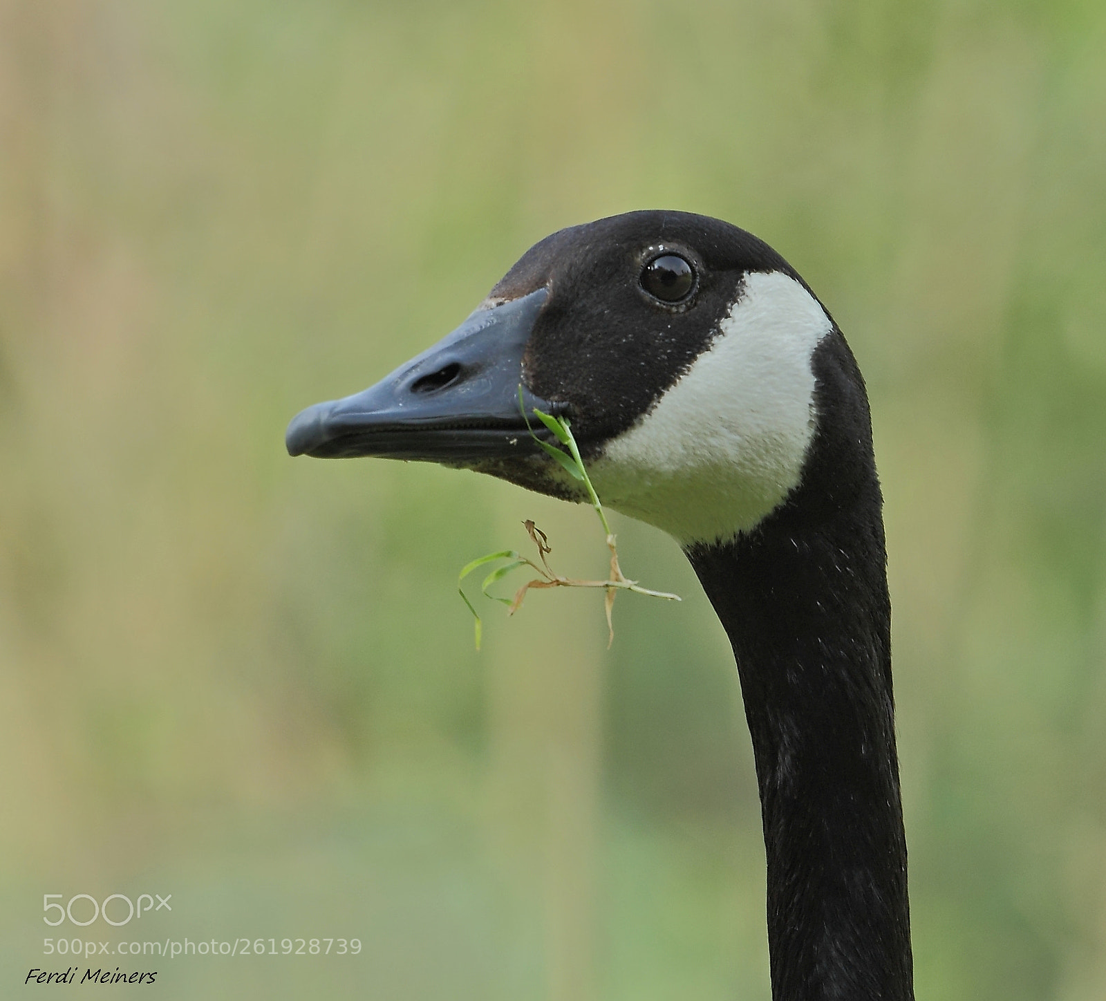 Canon EOS 60D + Canon EF 70-200mm F4L USM sample photo. Insalata verde photography