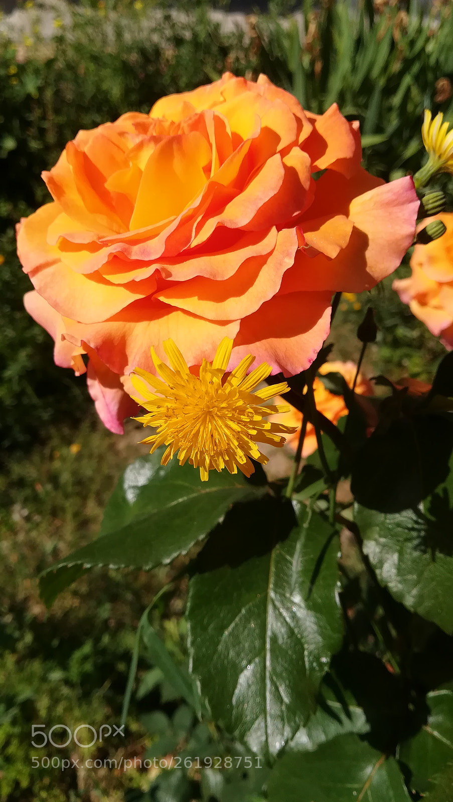 HUAWEI PRA-LX1 sample photo. Springtime photography