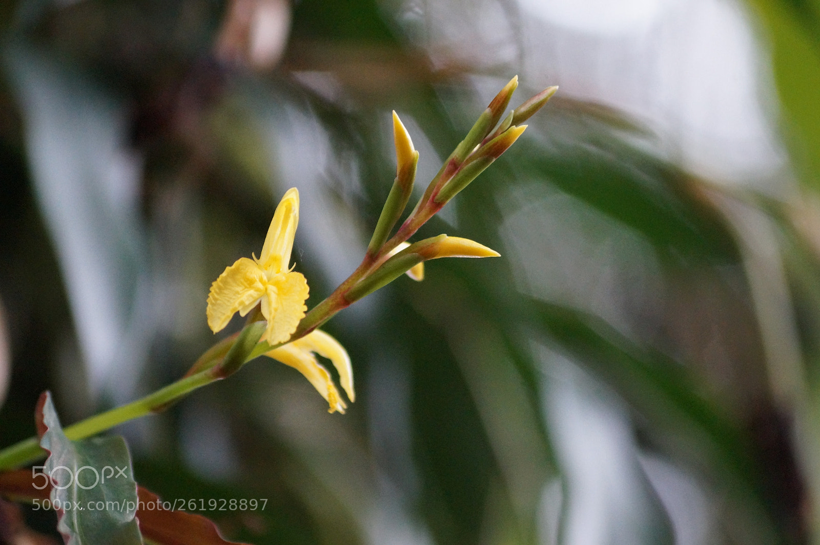 Sony DT 55-200mm F4-5.6 SAM sample photo. Wild flower - hamalayan photography