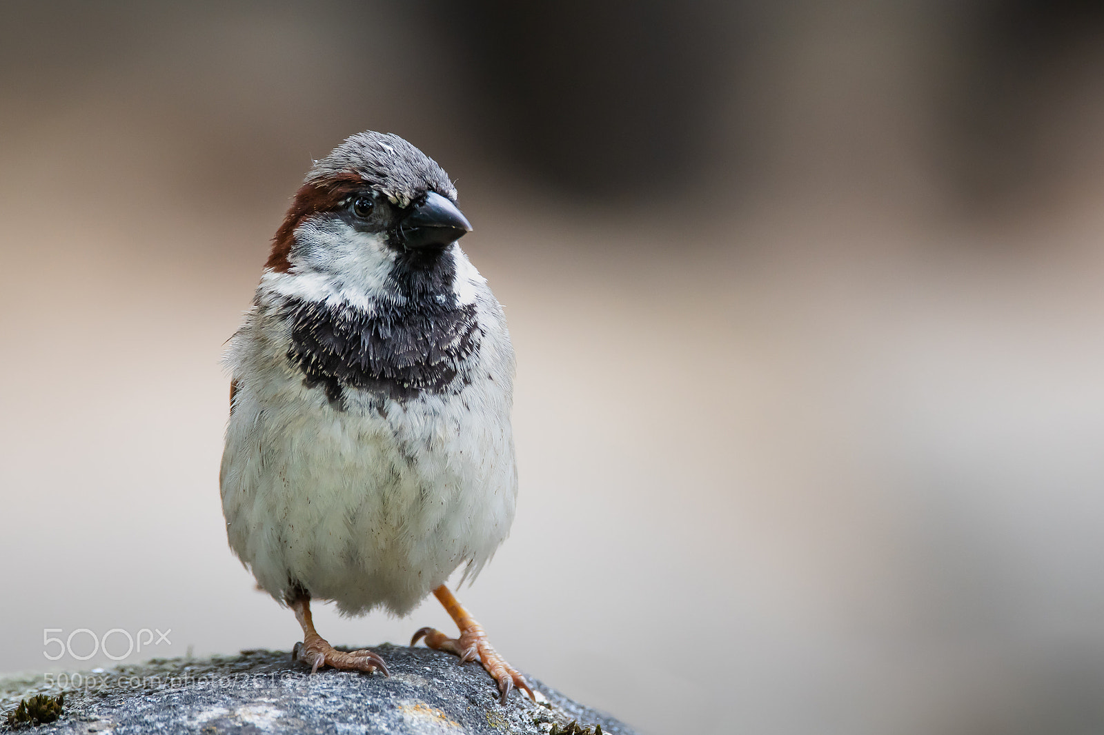 Nikon D500 sample photo. Sparrow - my little photography