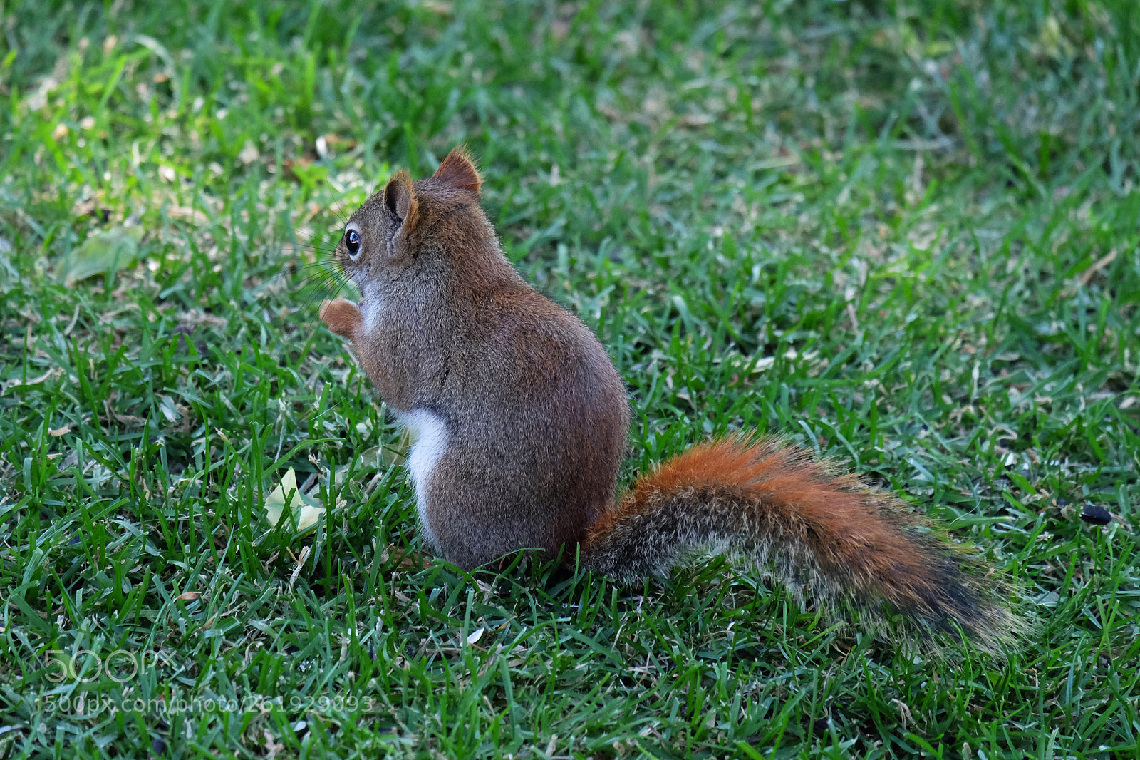 Fujifilm X-T10 sample photo. Red squirrel  photography