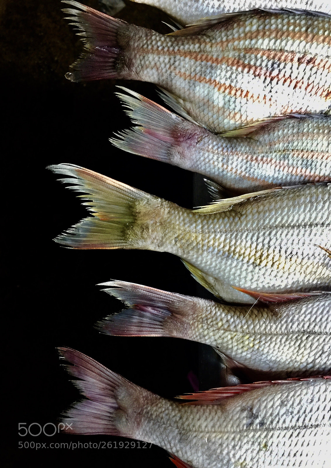 Apple iPhone 6 Plus sample photo. Tails photography