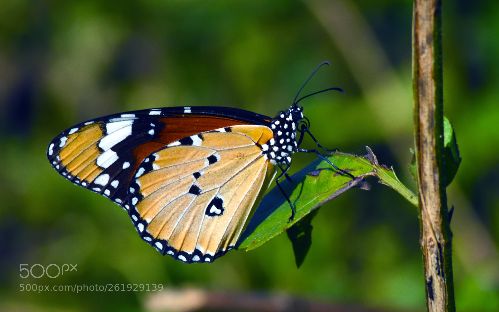 Nikon D7200 sample photo. Lovely tiger photography
