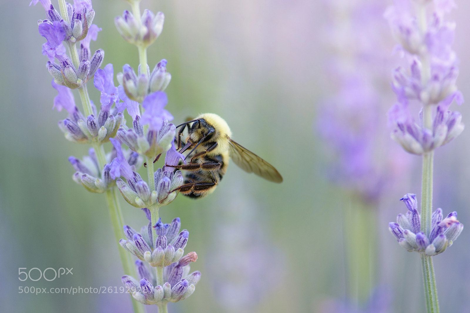 Nikon D5500 sample photo. Bumble bee photography