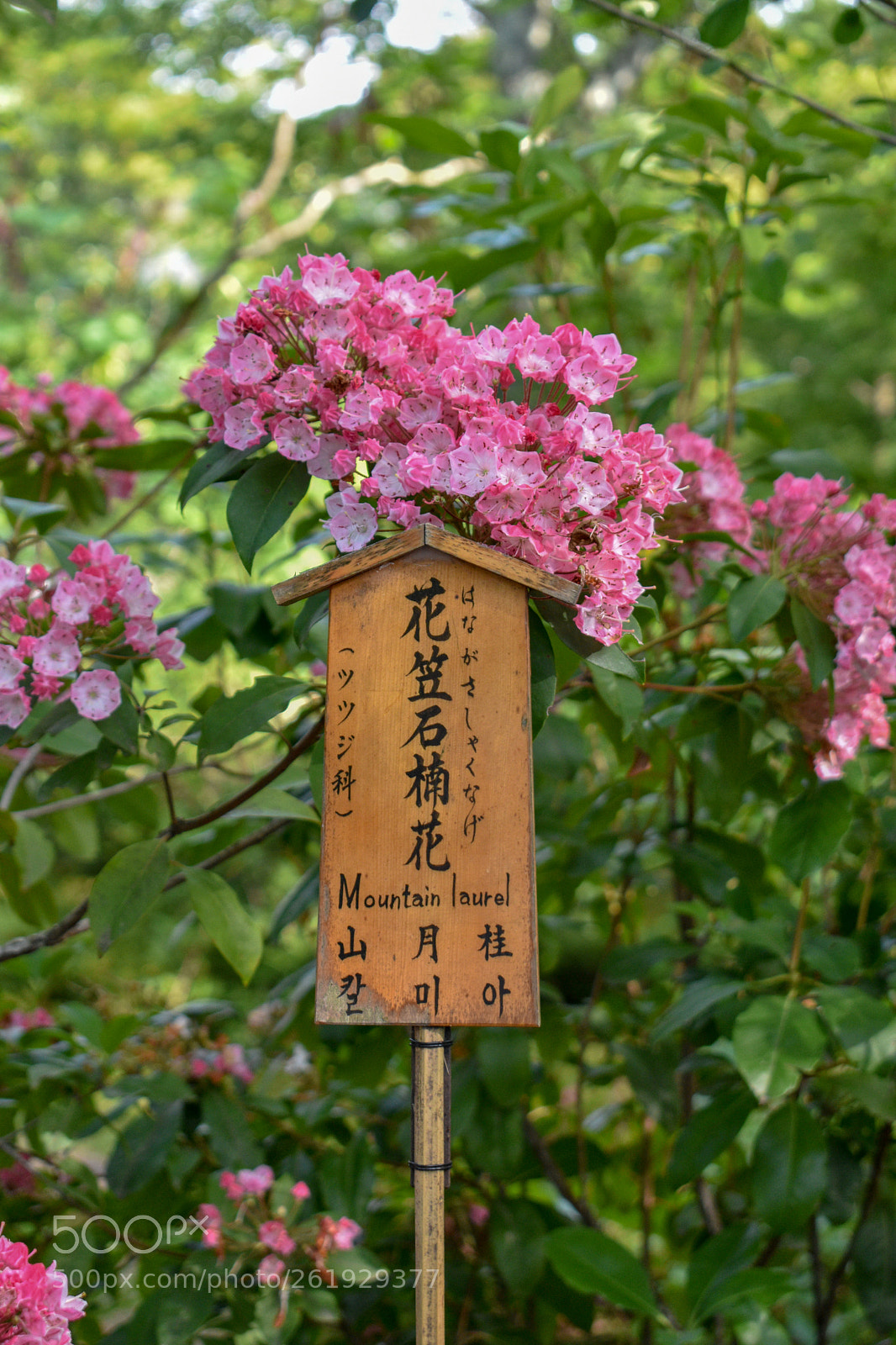 Nikon D3400 sample photo. Dsc photography