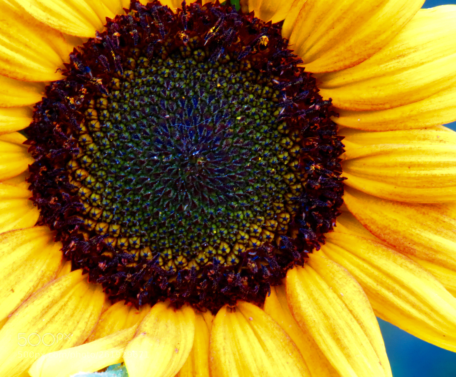 Canon PowerShot SX60 HS sample photo. Sunflower 2 photography