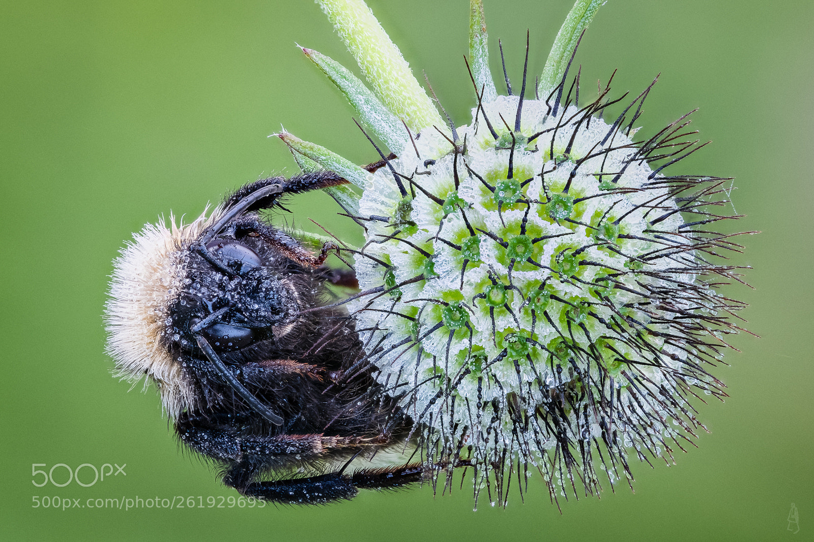 Fujifilm X-T2 sample photo. Bumblebee sleeping photography