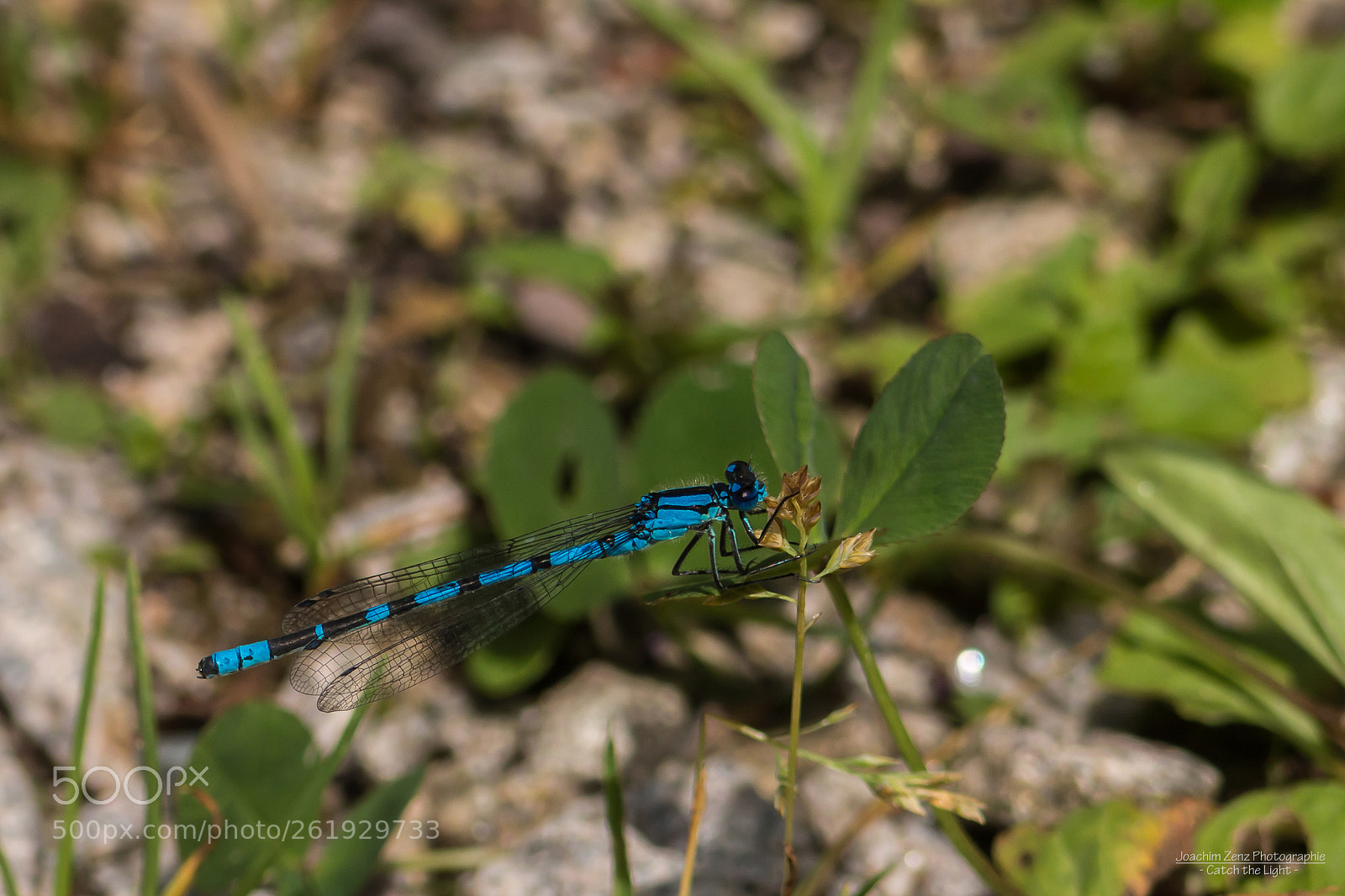Canon EOS 70D sample photo. Blue dragonfly ... photography