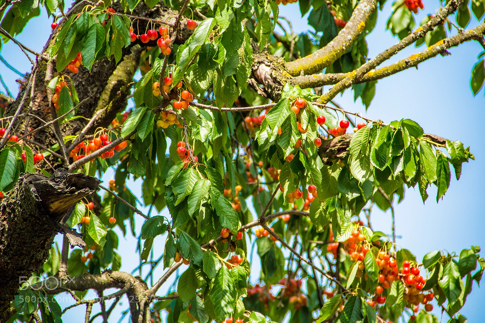 Canon EOS 600D (Rebel EOS T3i / EOS Kiss X5) sample photo. Cherry picking day photography