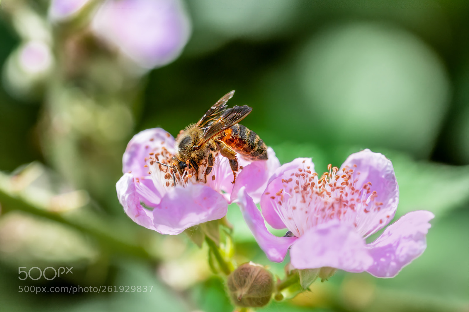 Nikon D850 sample photo. Springtime photography