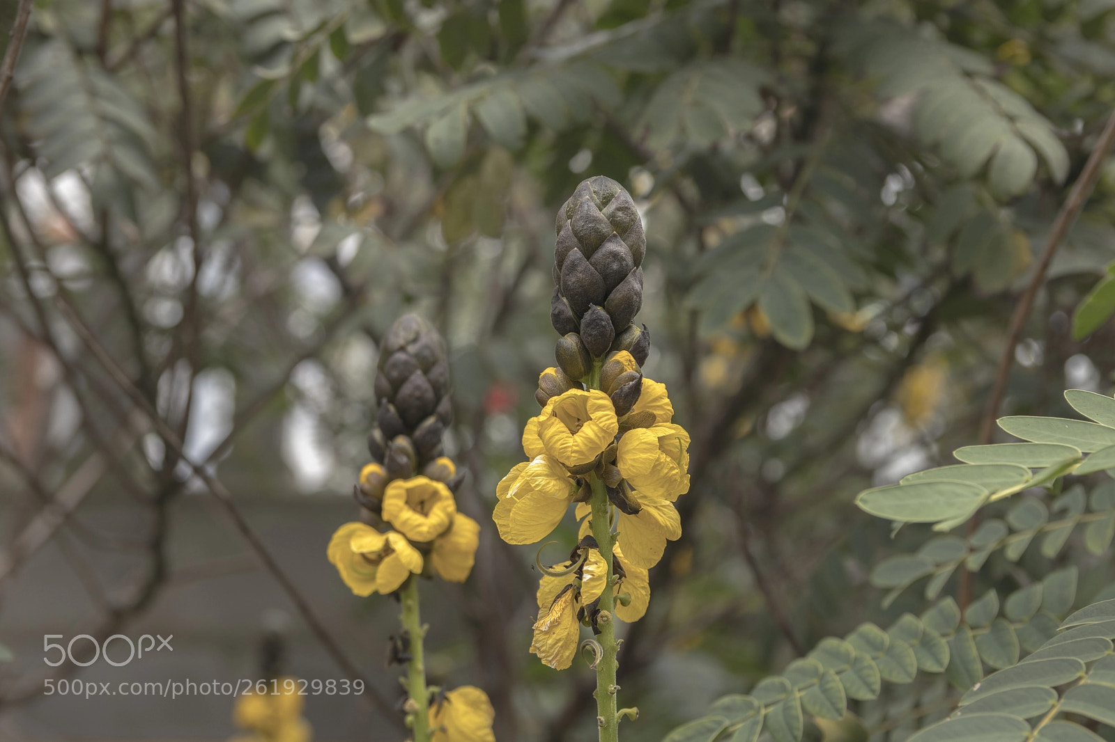 Canon EOS 80D sample photo. Cassia ( senna didymobotrya) photography