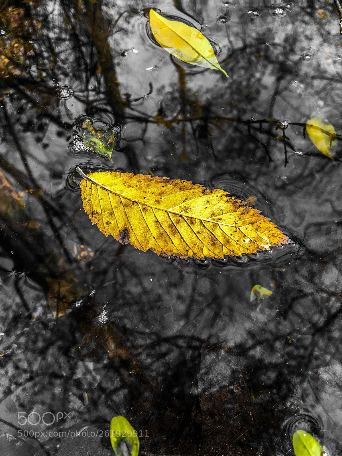 Apple iPhone 6s sample photo. Floating leaves photography