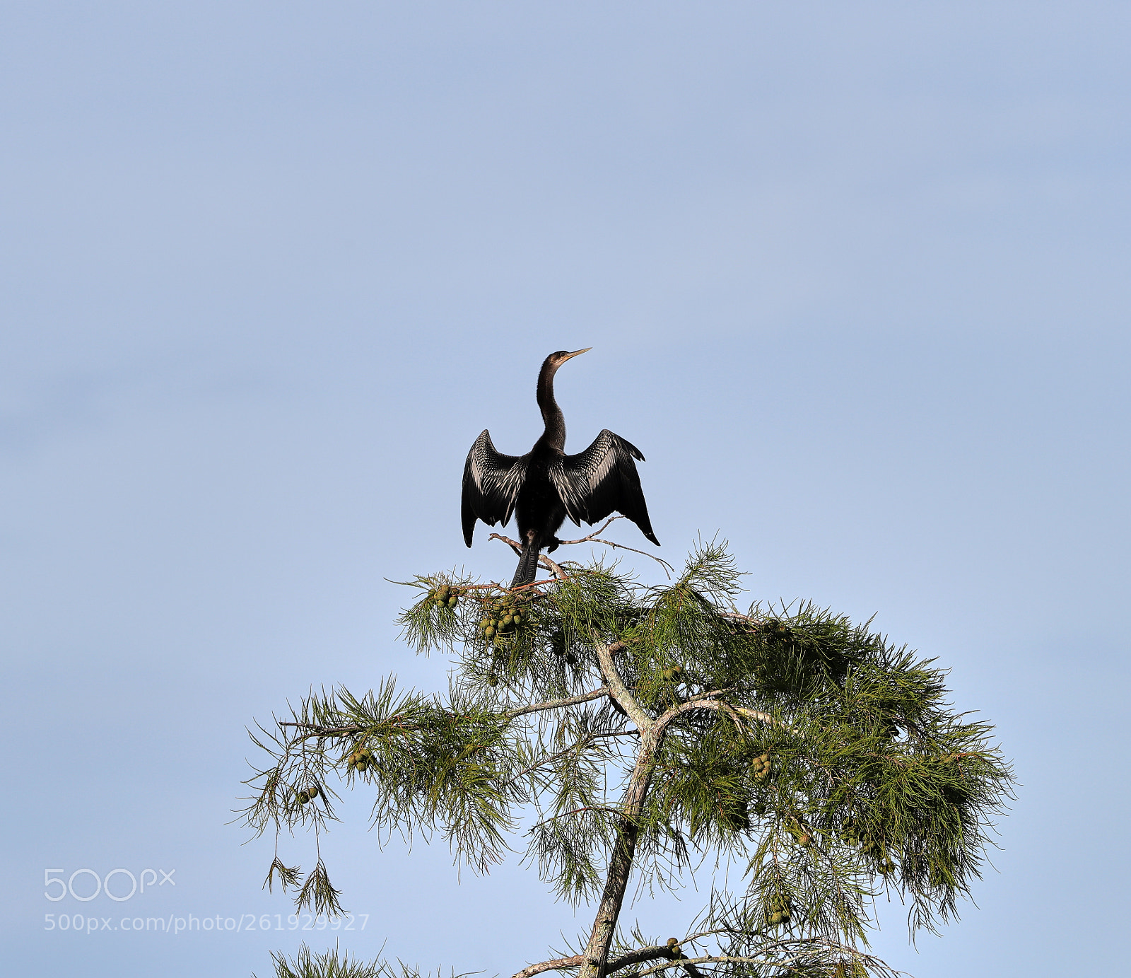 Canon EOS-1D X Mark II sample photo. 06-12-18-0022326.jpg photography
