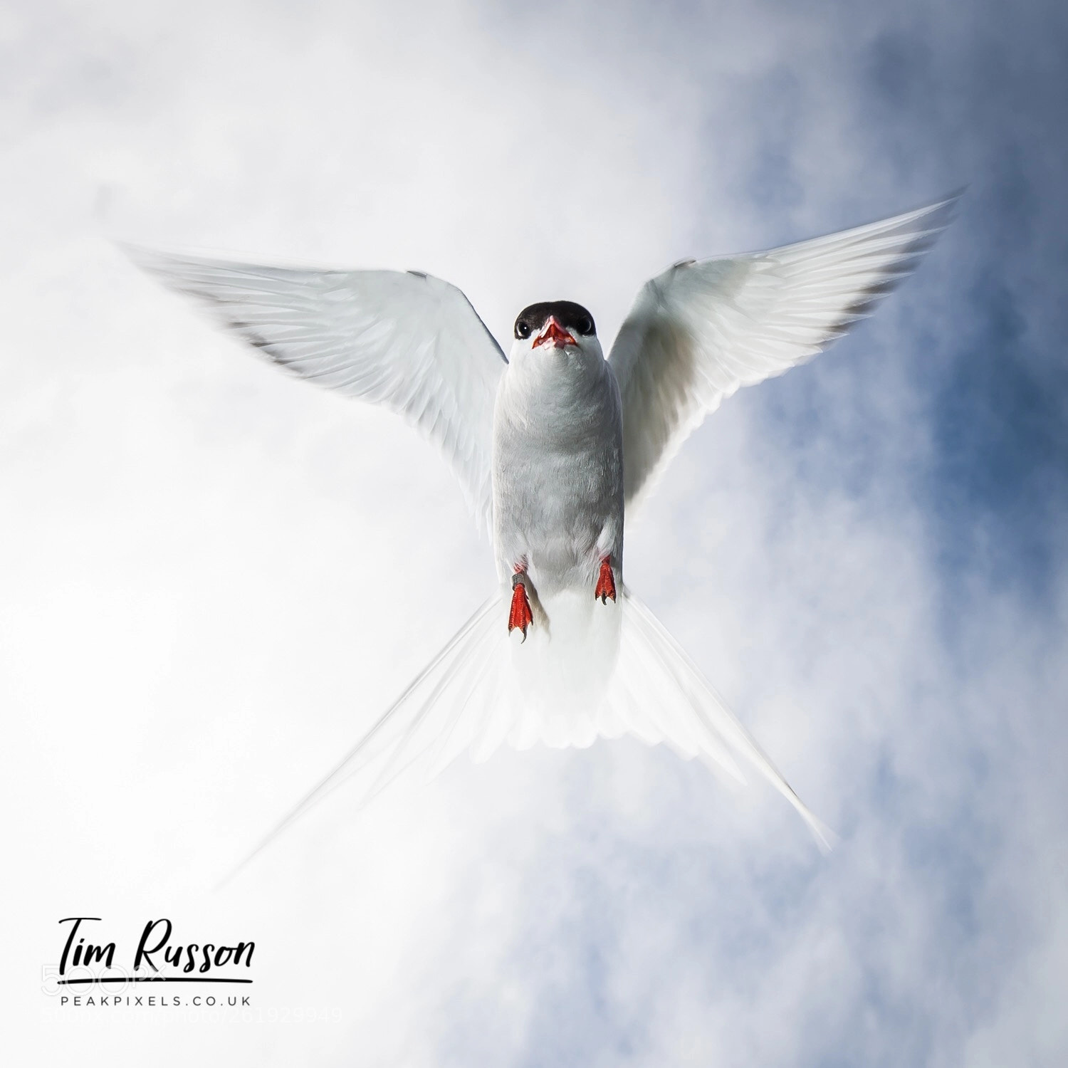 Canon EOS 5D Mark II sample photo. Arctic tern photography