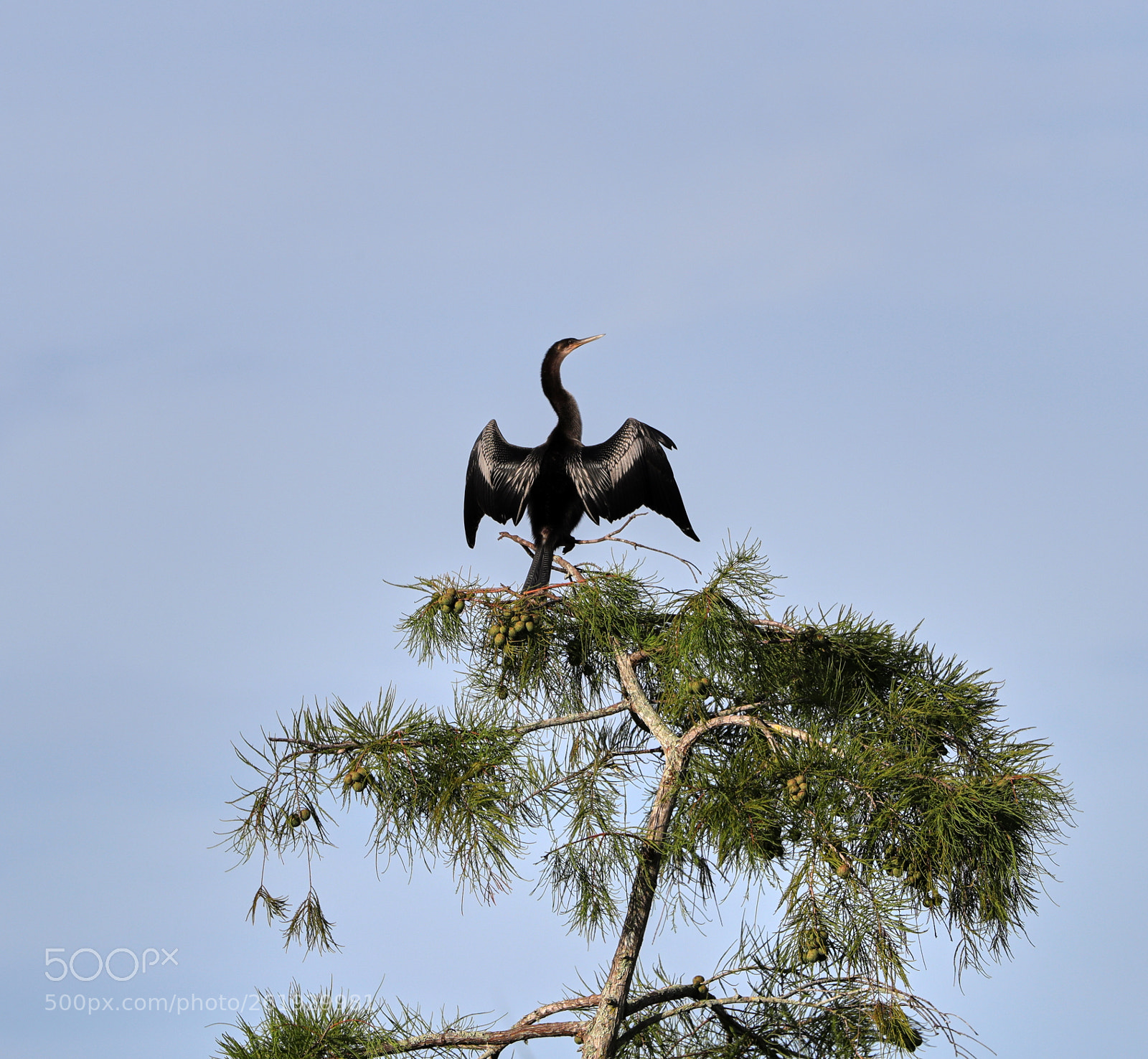 Canon EOS-1D X Mark II sample photo. 06-12-18-0022322.jpg photography