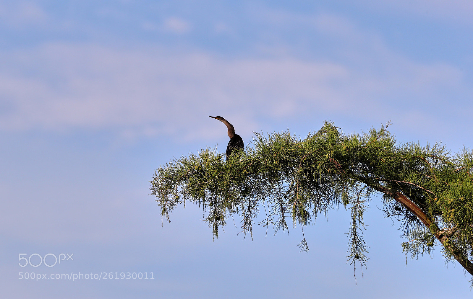 Canon EOS-1D X Mark II sample photo. 06-12-18-0022318.jpg photography
