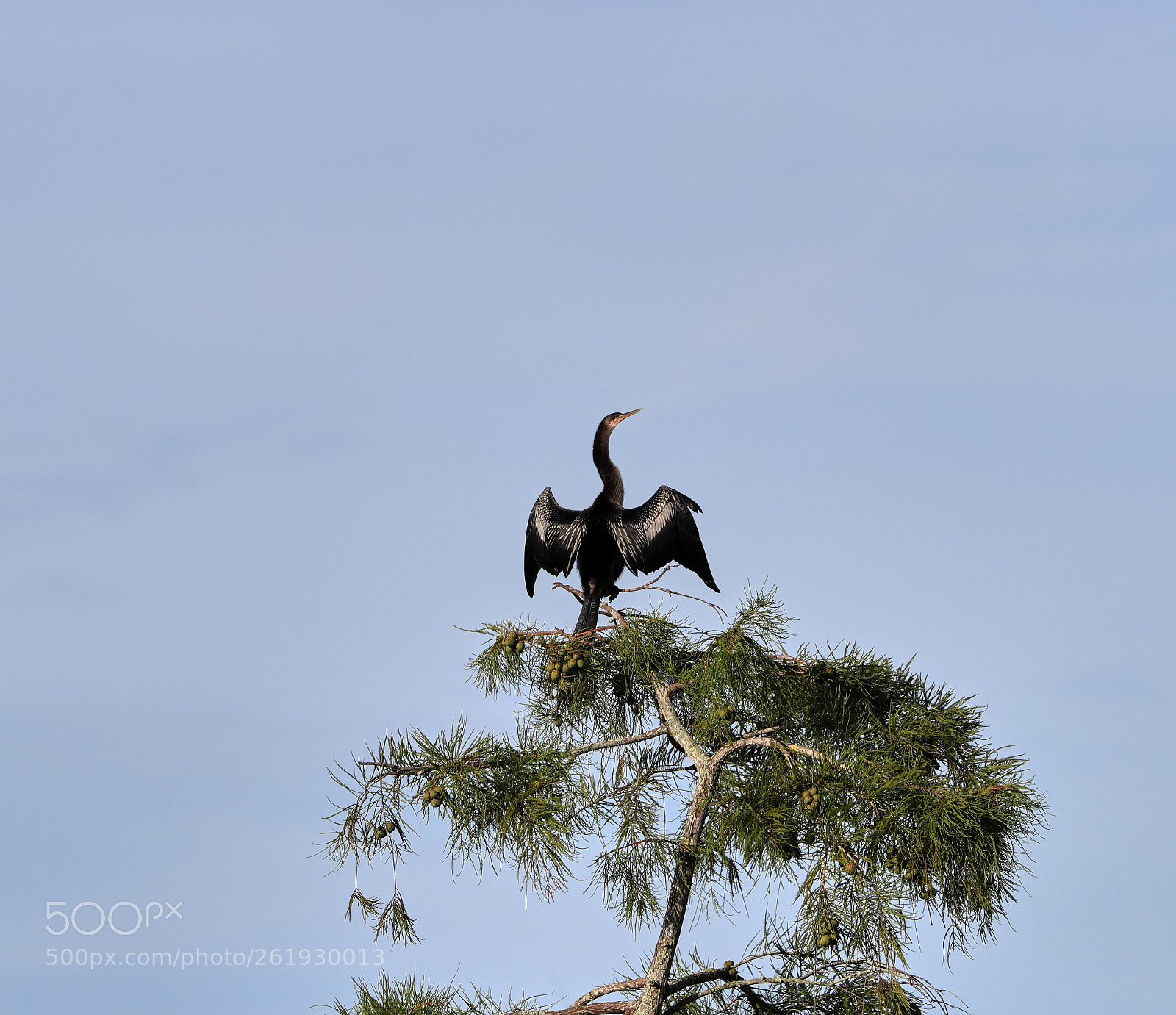 Canon EOS-1D X Mark II sample photo. 06-12-18-0022319.jpg photography