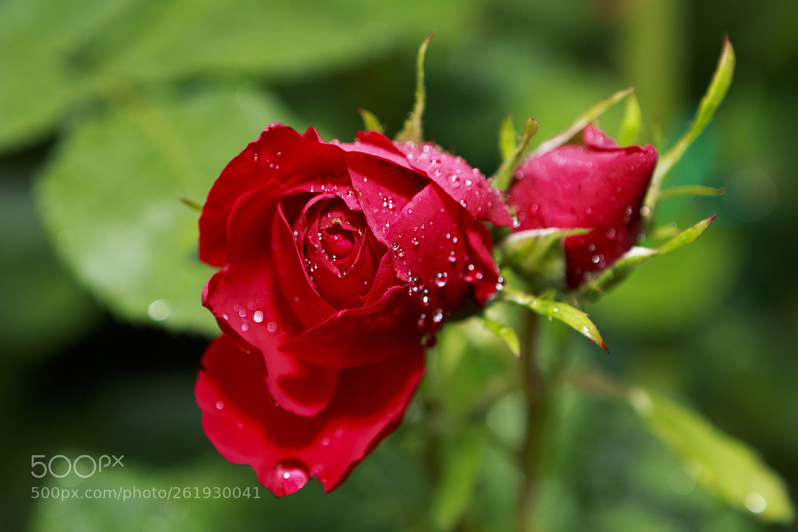 Canon EOS 70D sample photo. Rózsa photography