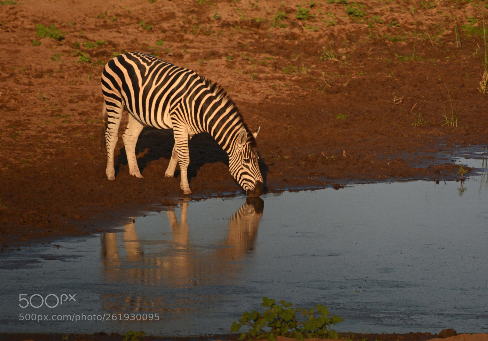 Nikon D7100 sample photo. Zebra. photography