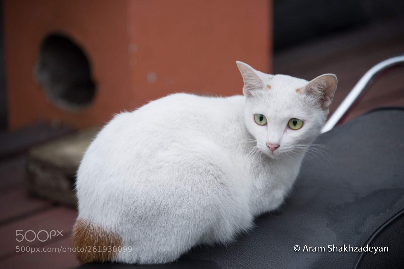 Nikon D610 sample photo. The cat photography