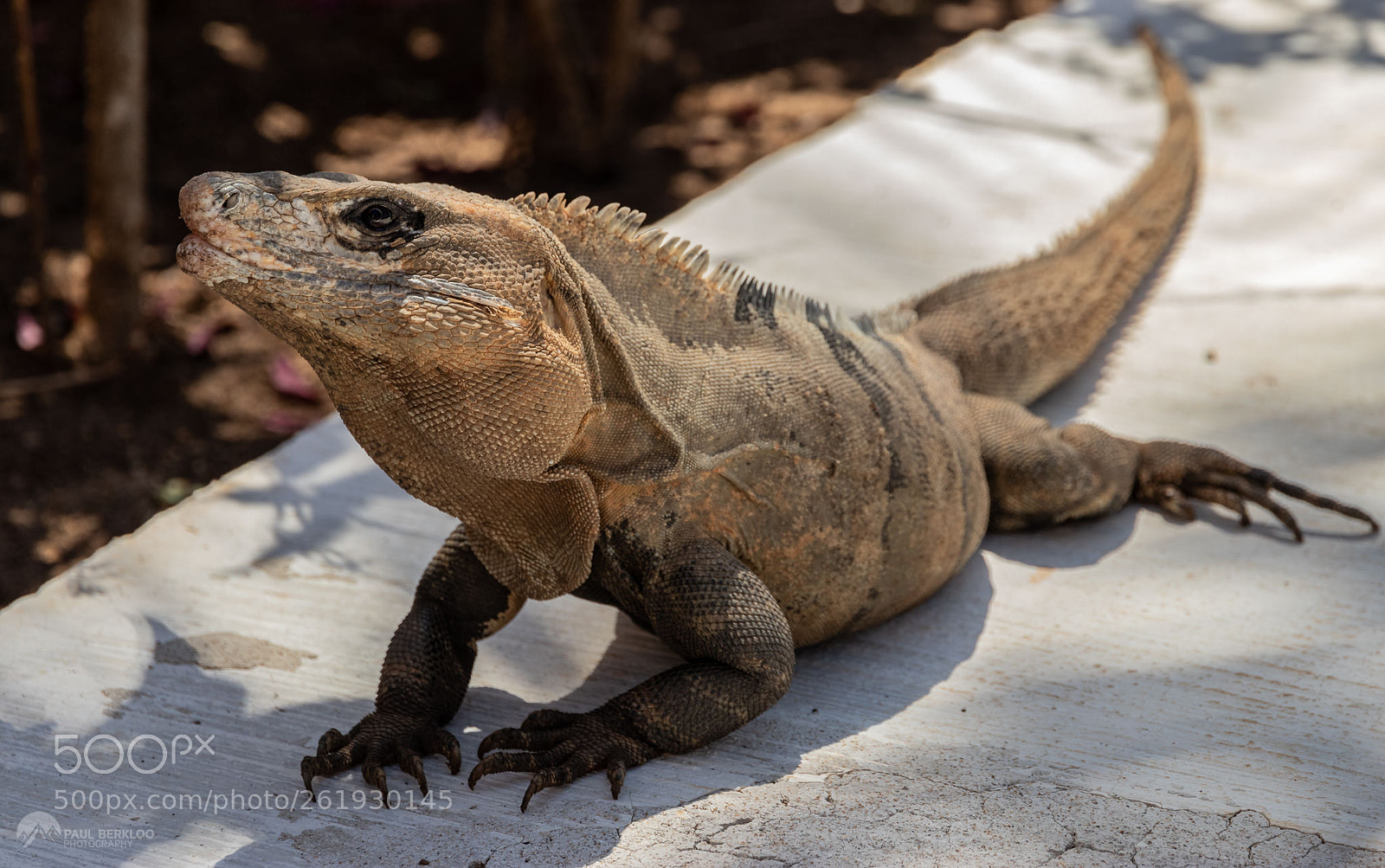 Canon EOS 80D sample photo. Mexican iguana photography