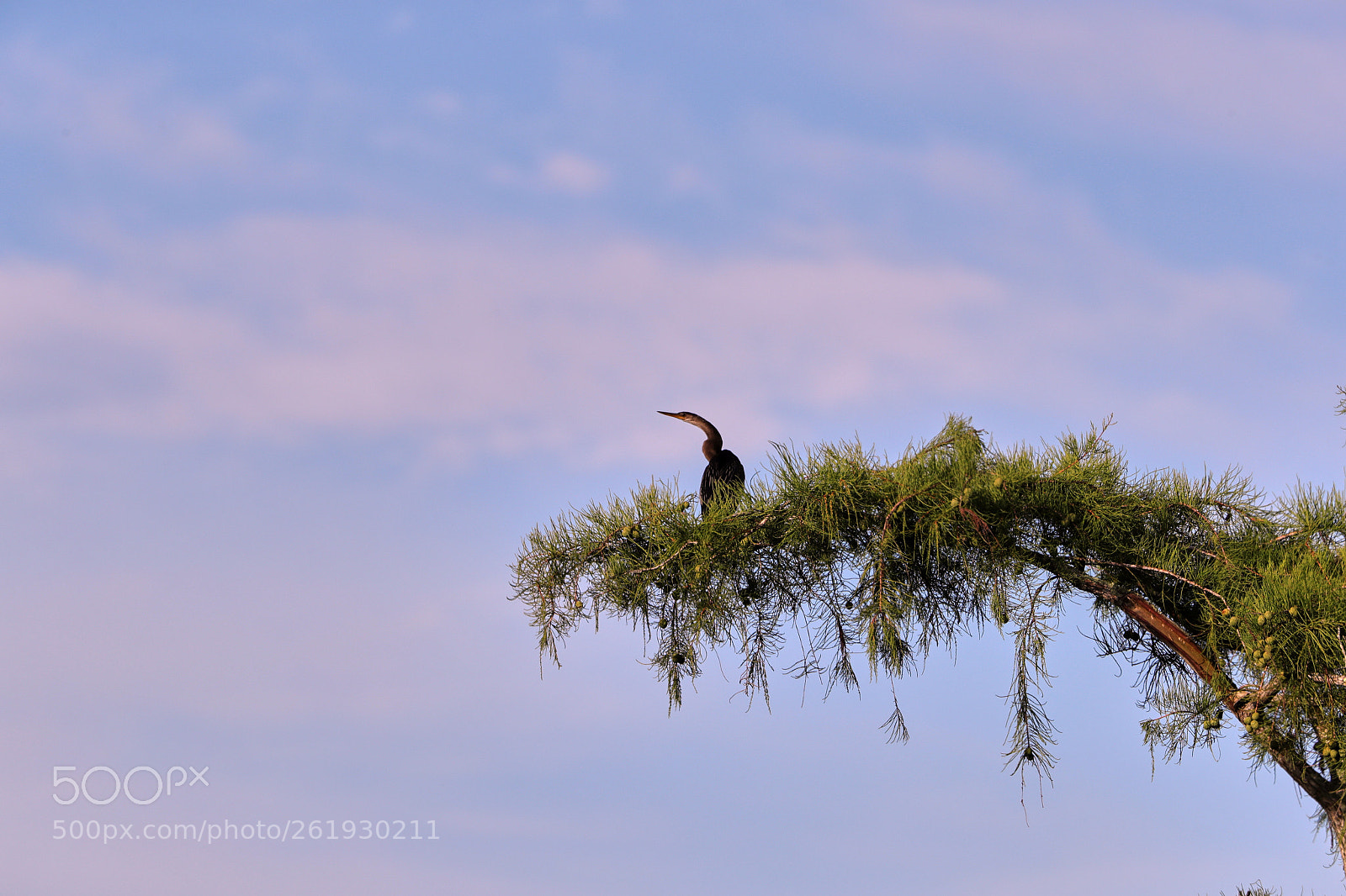 Canon EOS-1D X Mark II sample photo. 06-12-18-0022313.jpg photography