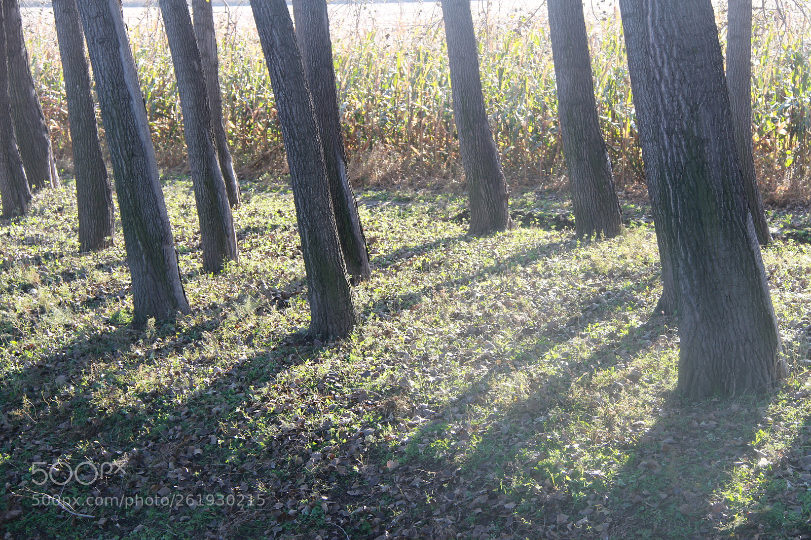 Canon EF-S 18-200mm F3.5-5.6 IS sample photo. Sunshine photography