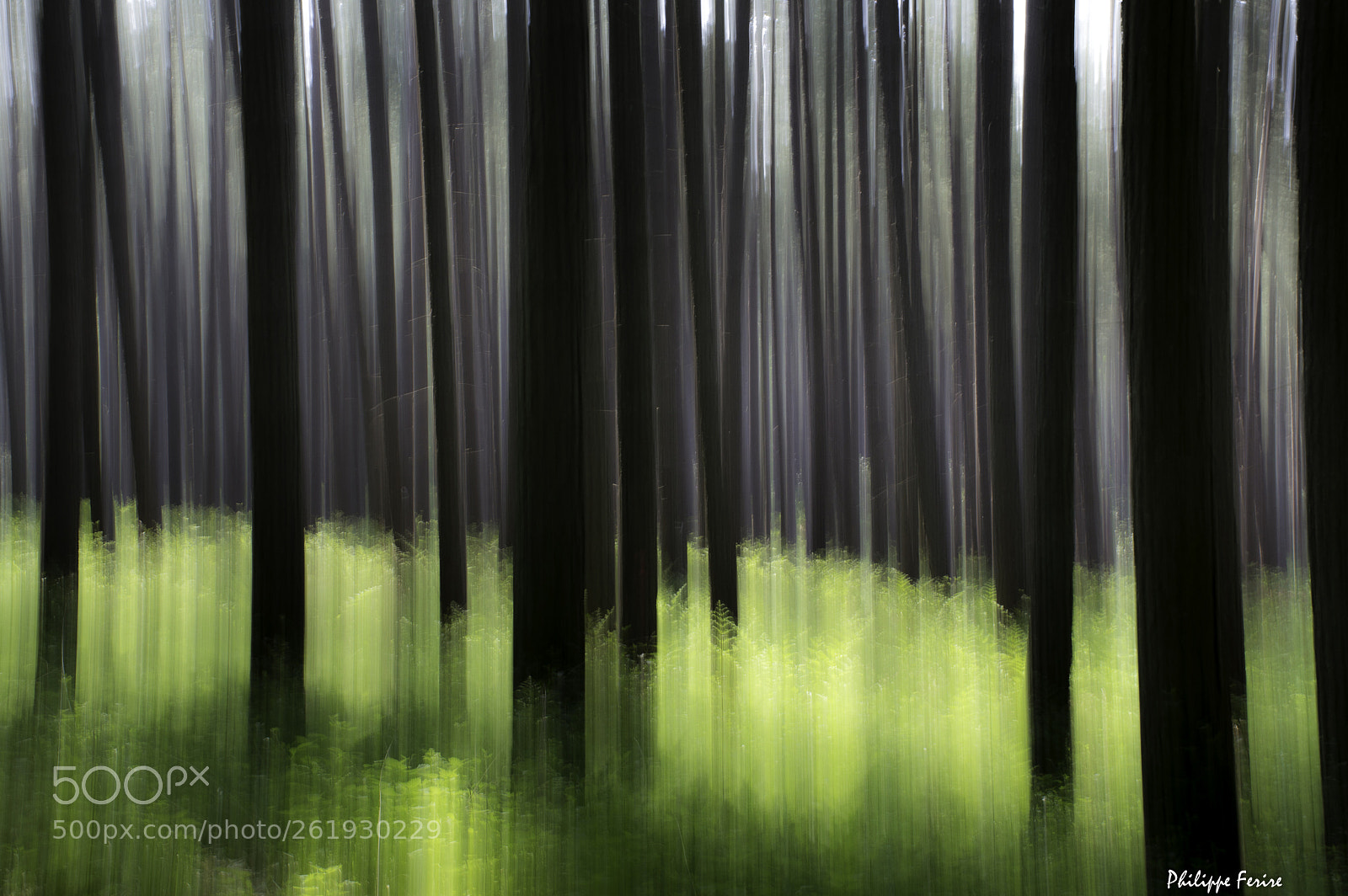 Nikon D3200 sample photo. Illusion de forêt photography