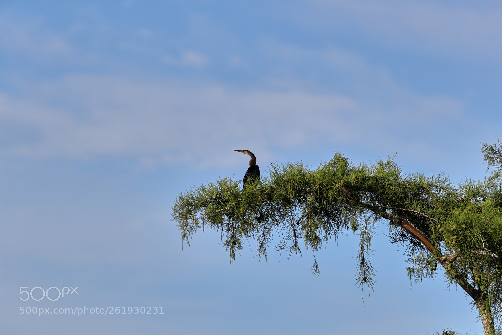 Canon EOS-1D X Mark II sample photo. 06-12-18-0022307.jpg photography