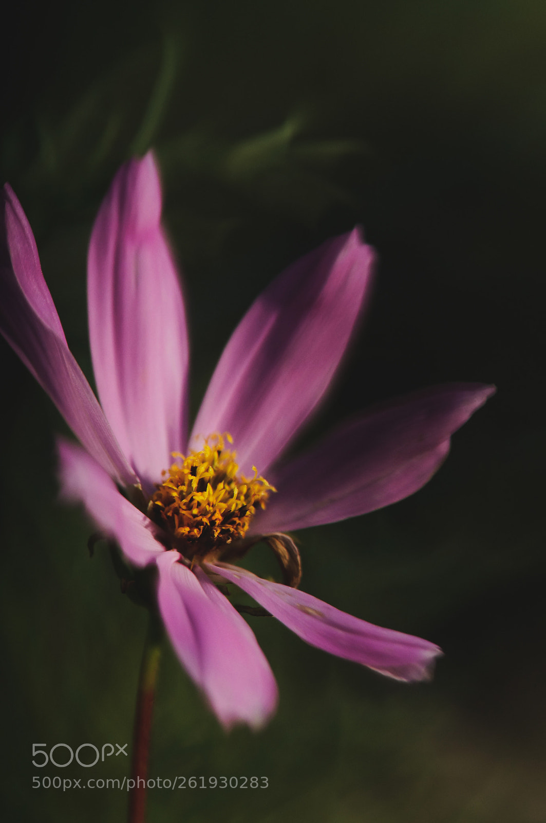 Sony SLT-A57 sample photo. Cosmos photography
