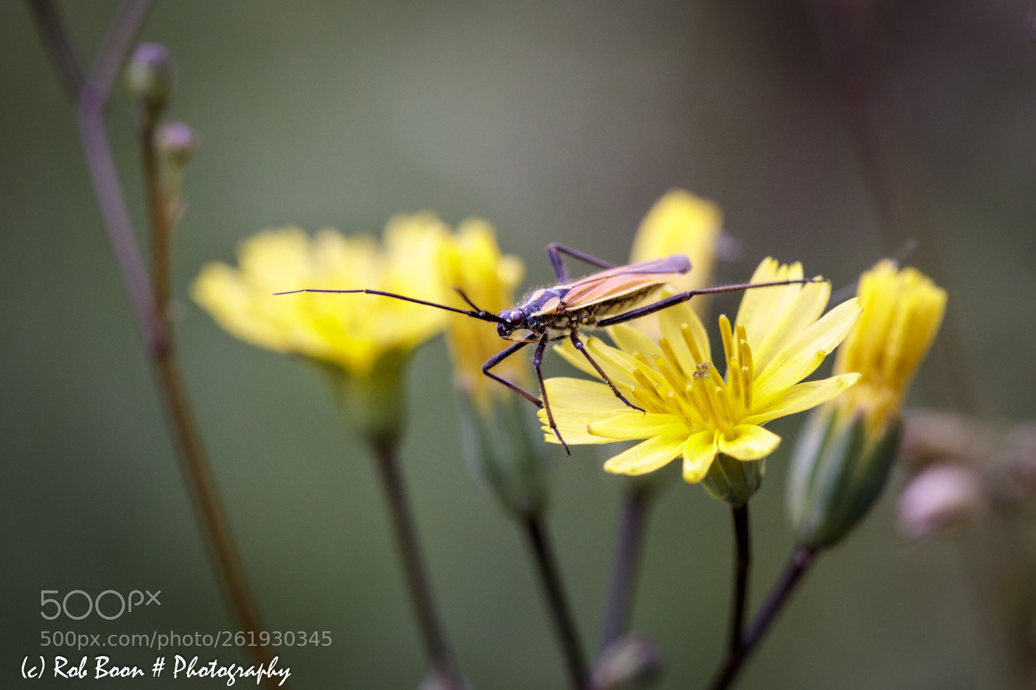 Canon EOS 5DS sample photo. Beetle photography