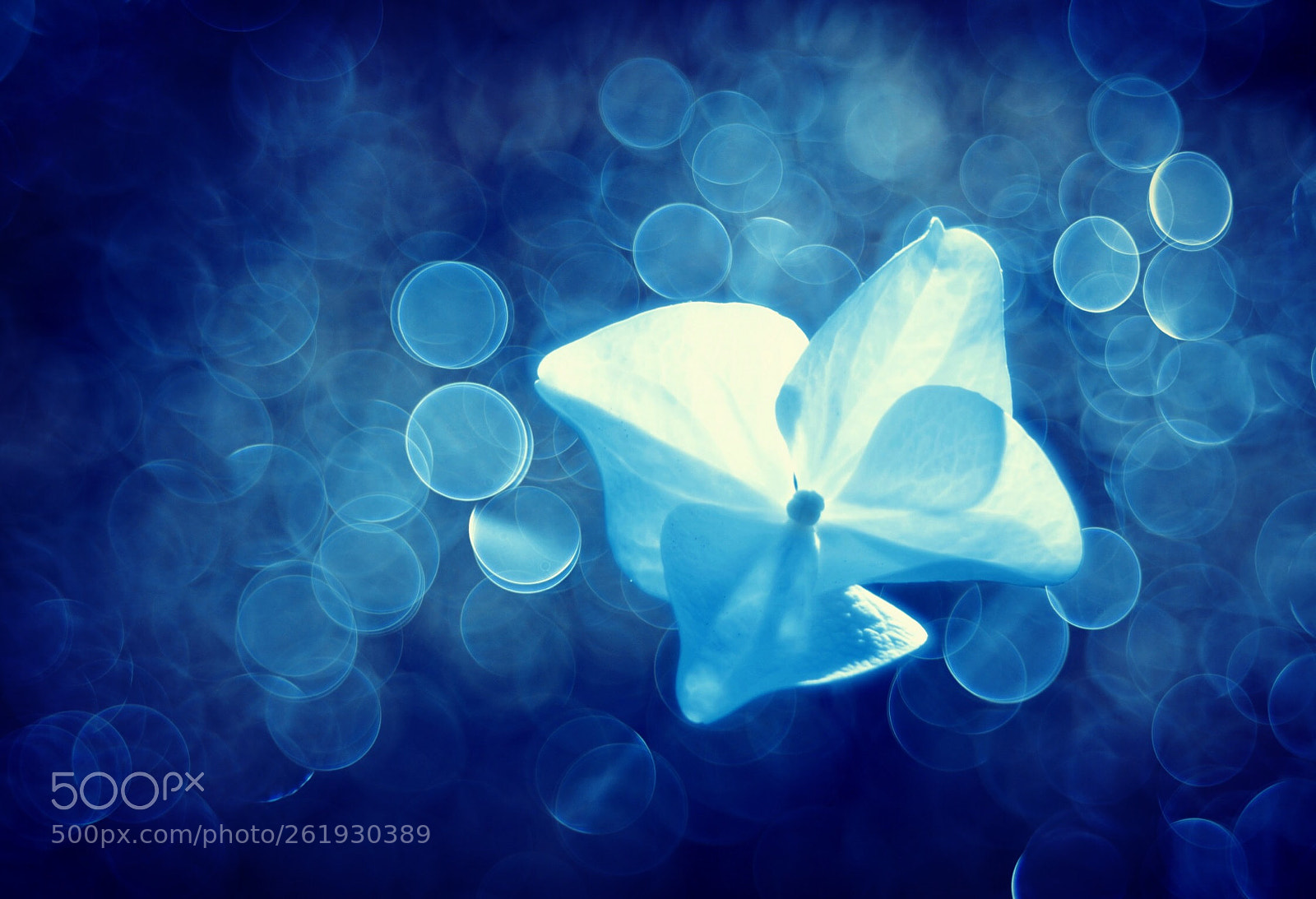 Canon EOS 60D sample photo. Untitled photography