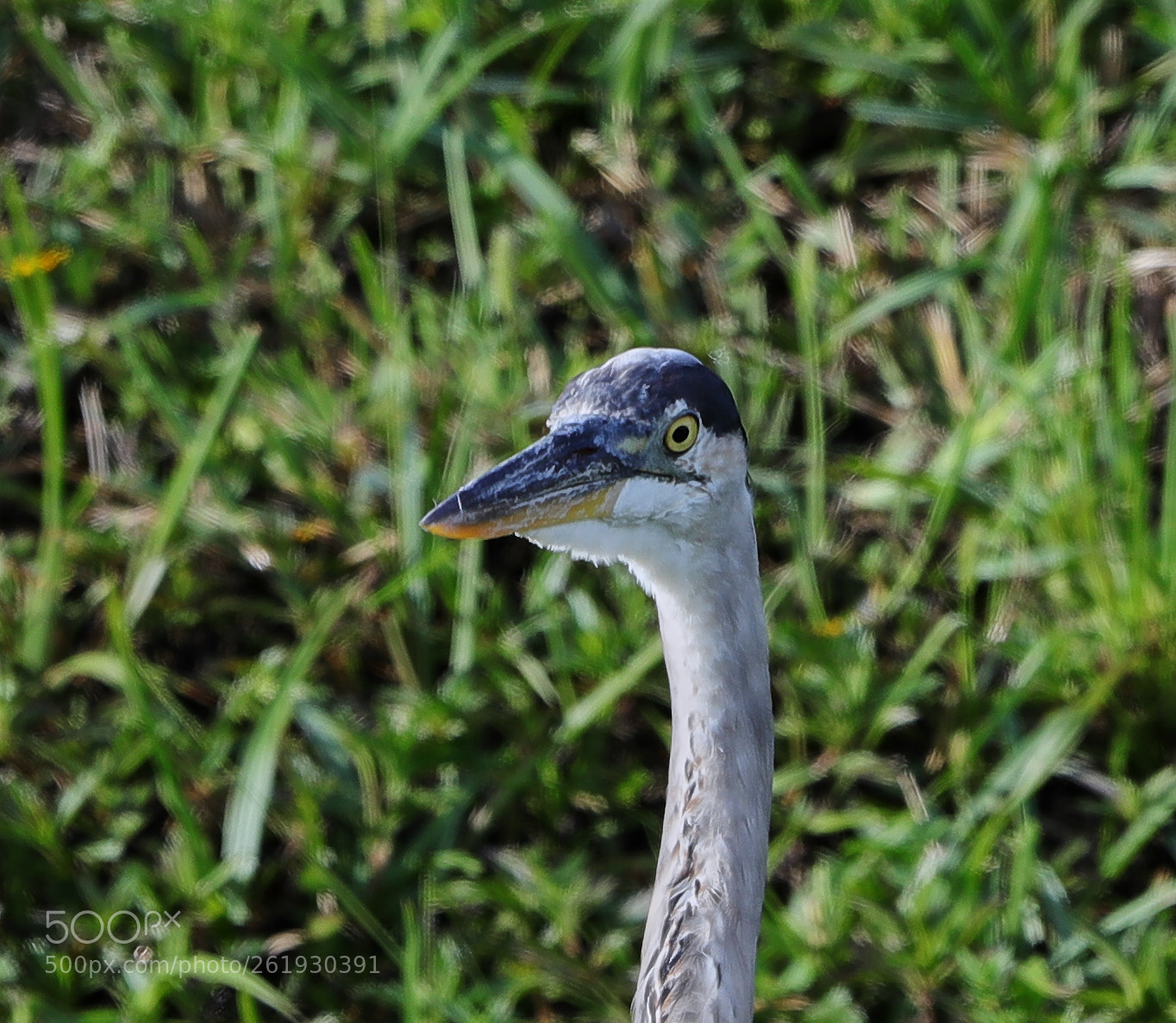Canon EOS-1D X Mark II sample photo. 06-12-18-0022286.jpg photography